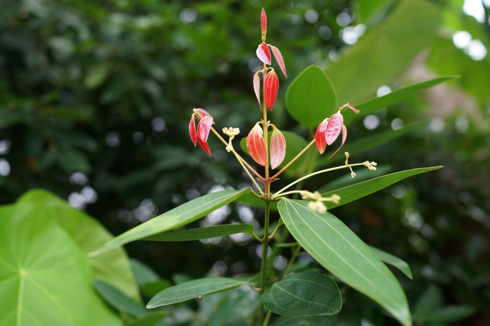 Pride standing tall jungle plant
