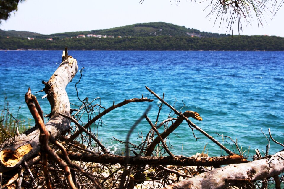 Sea drift wood trogir