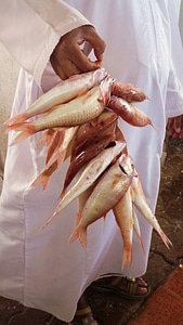Fish market fresh catch arabic