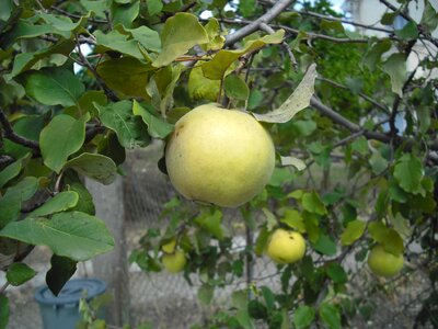 Fruit garden fruit tree photo