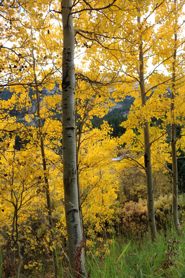 Landscapes landscape forest