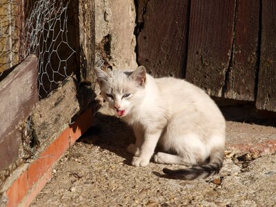 Cat about roof