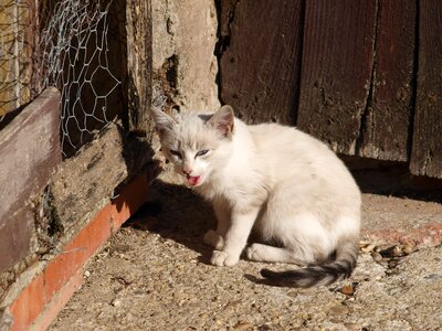 Cat about roof photo