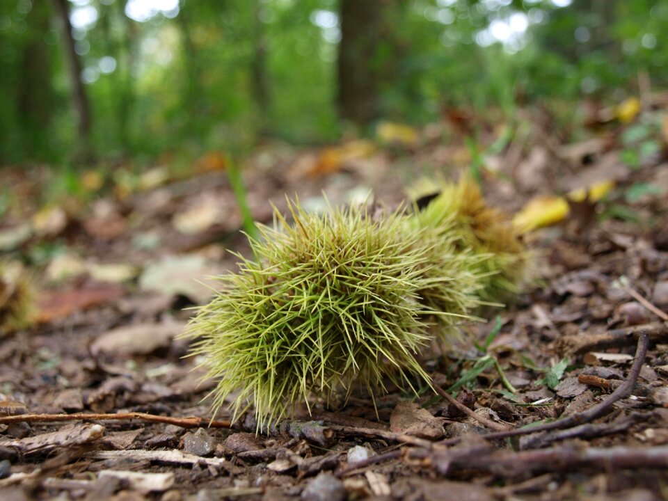 Gather chestnuts autumn fruit spur