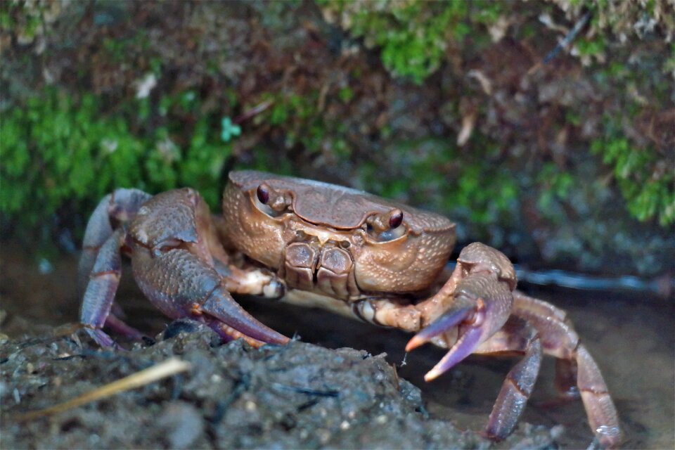 Creature sea cancer