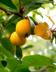 Autumn fruits yellow