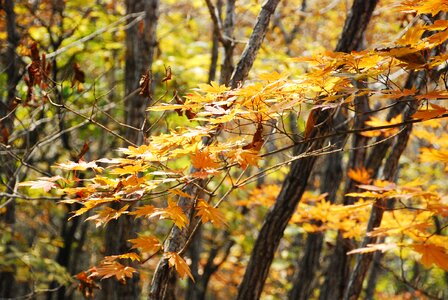 Autumn the leaves yellow photo