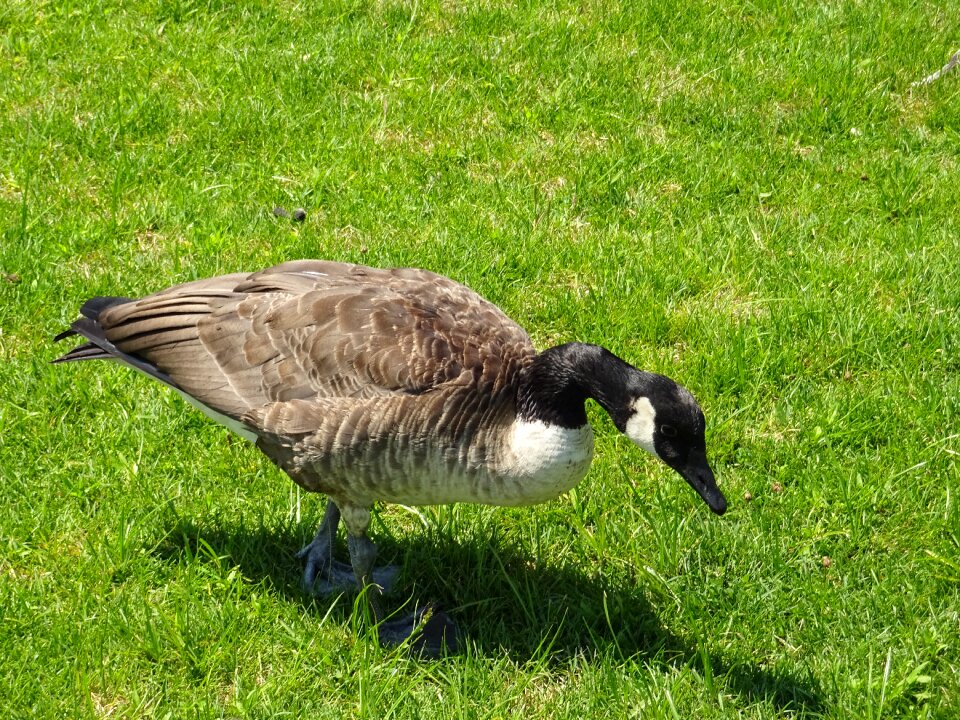 Grass nature animals