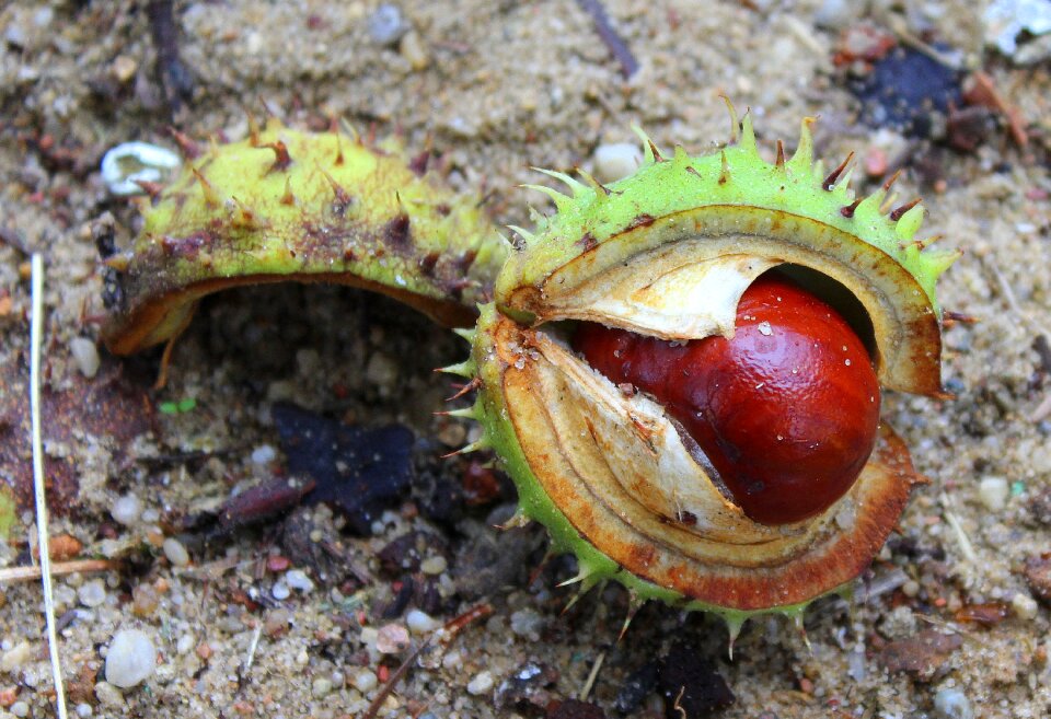 The fruits of horse chestnut autumn nature