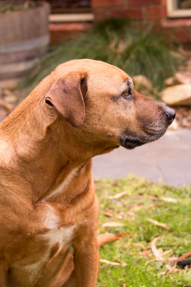 Ridgeback pet cute