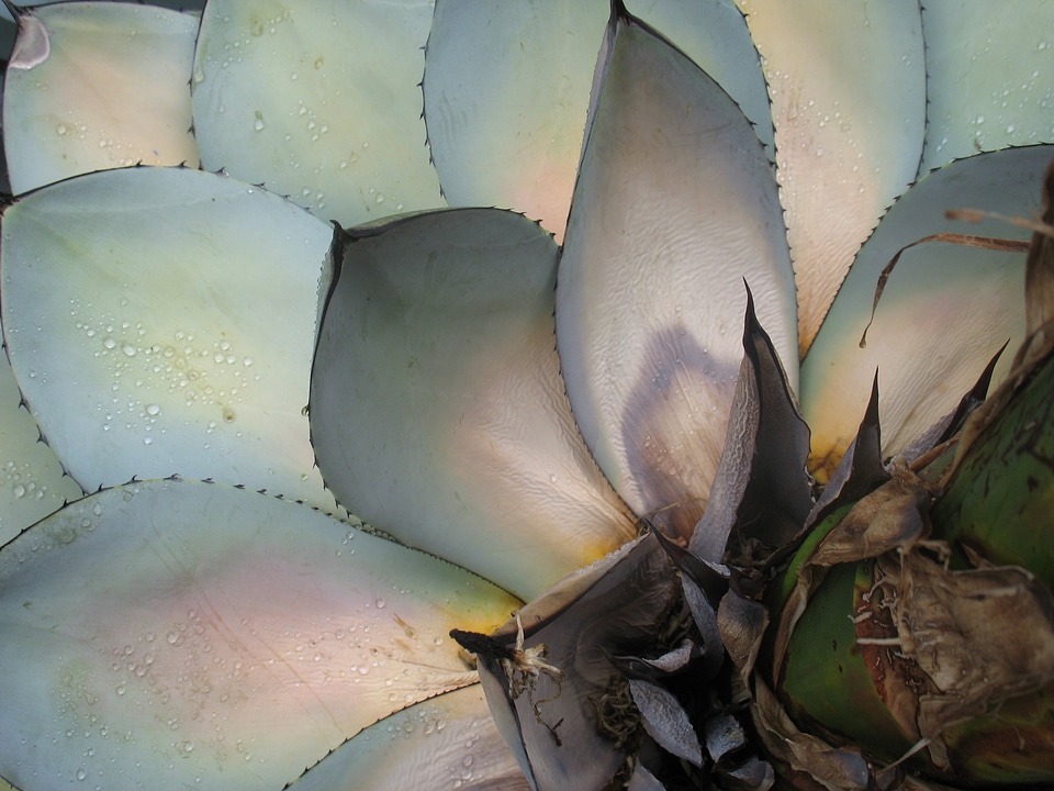 Macro fat plants close up