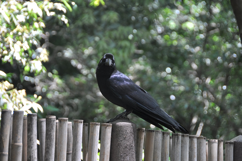 Bird fly wings