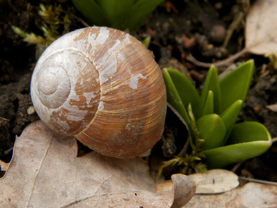 Nature snail shell