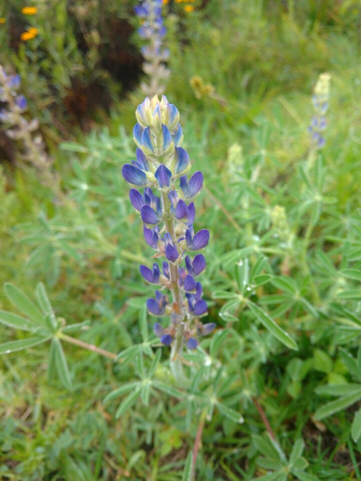 Flowers flower nature