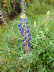 Flowers flower nature