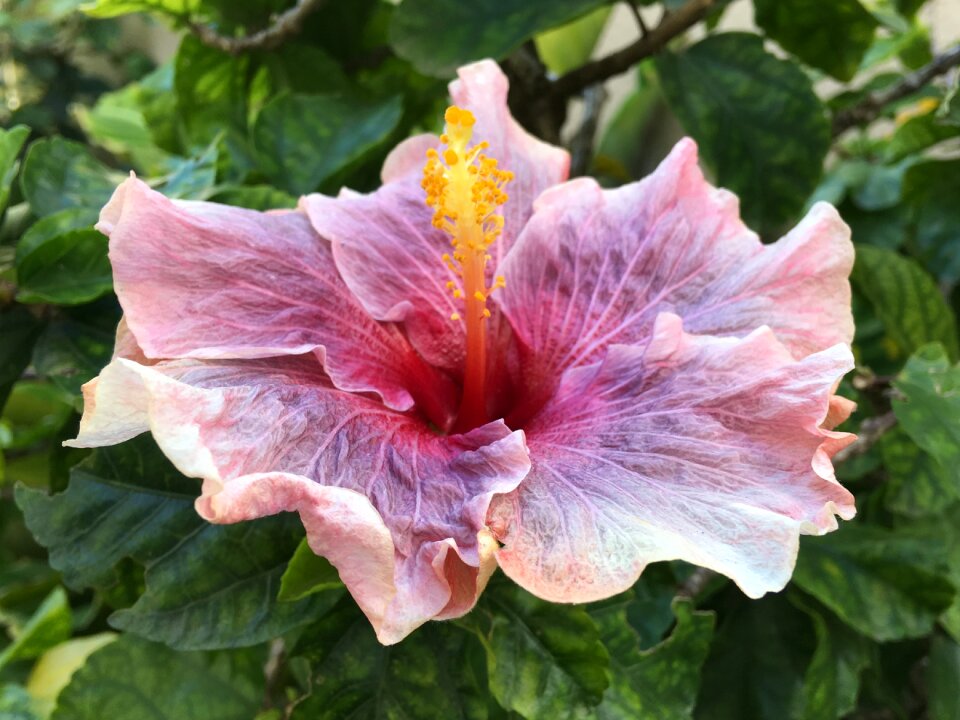 Pink petals pink flower ibisco pink
