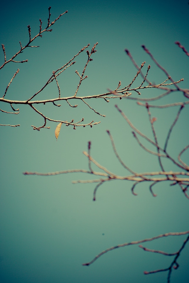 Nature plant fall