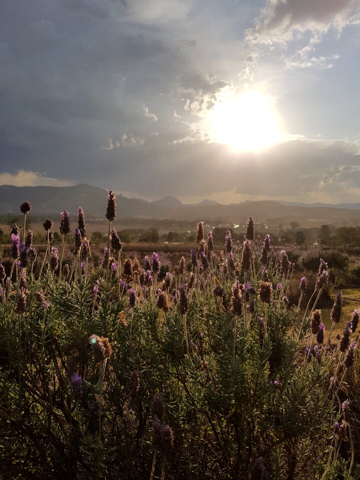 Flower countryside herbal