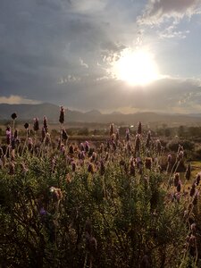 Flower countryside herbal