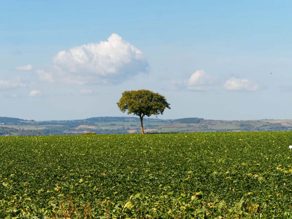 Tree limagne plains