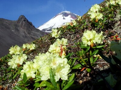 Rhododendrons mountains landscape