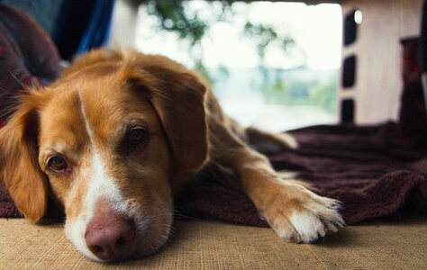 Nova scotian retriever cute fuzzy photo