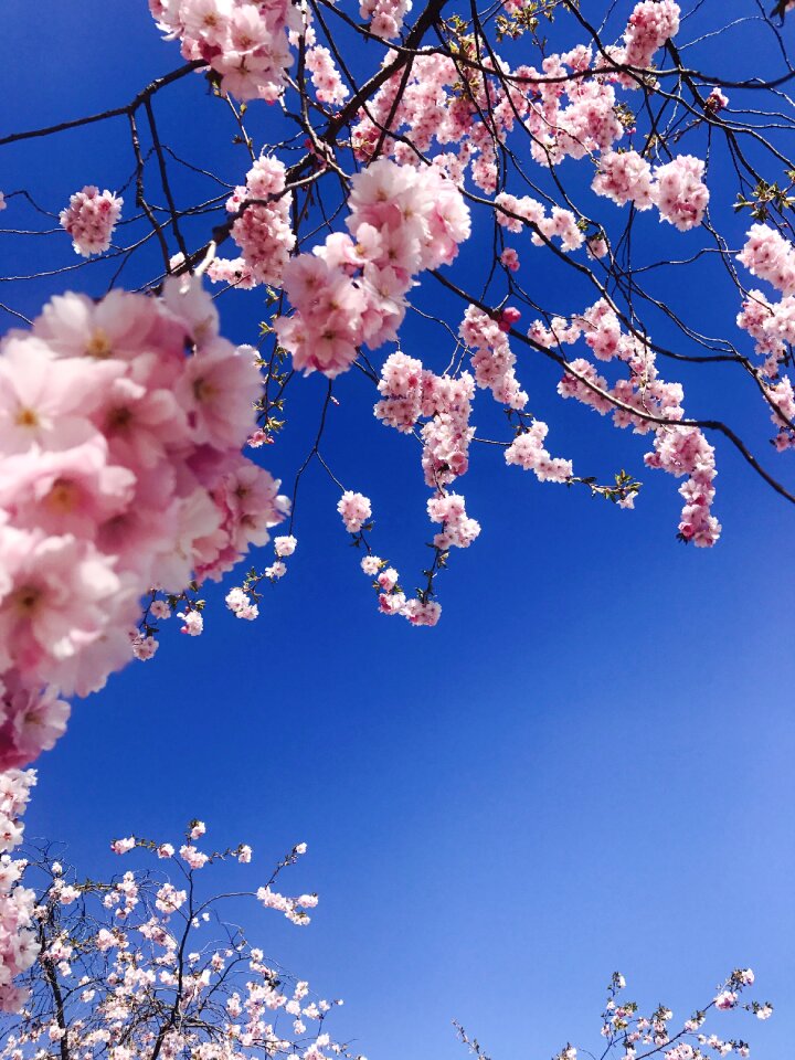 Blue sky pink flowers summer day