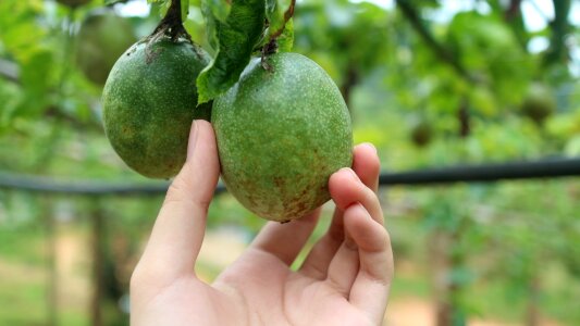 Passion fruit garden