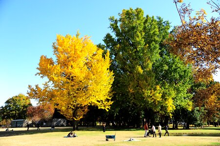 Park autumnal leaves gingko tree photo