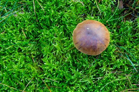 Forest brown cap blue mushroom