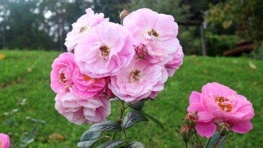 A rose flowers flower garden photo