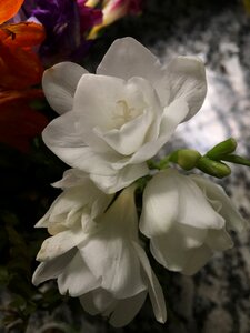 Withered flower garden