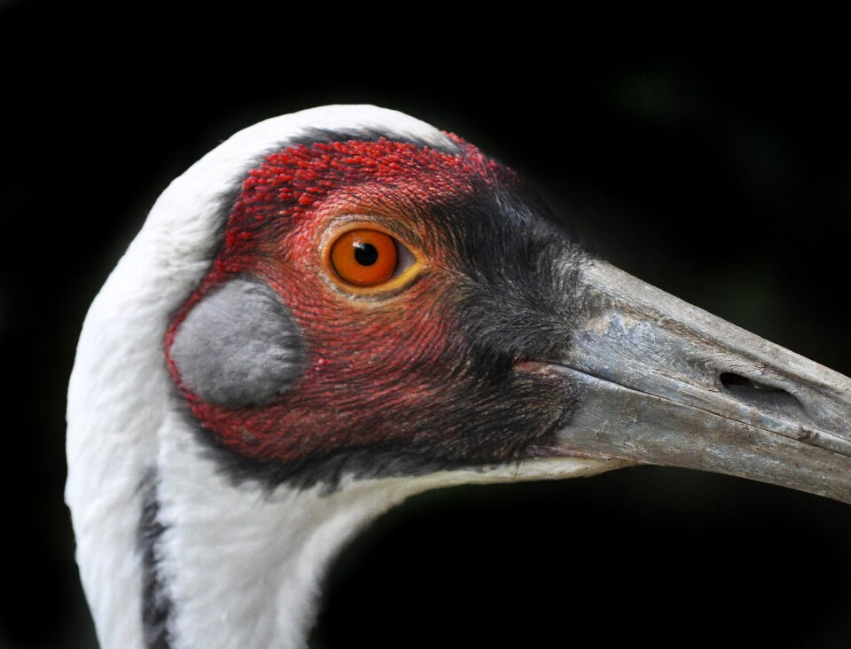 Wild bird bill exot