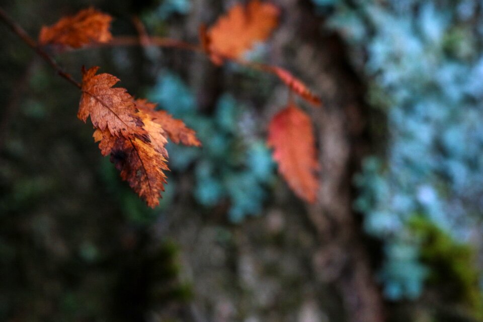 Fall nature