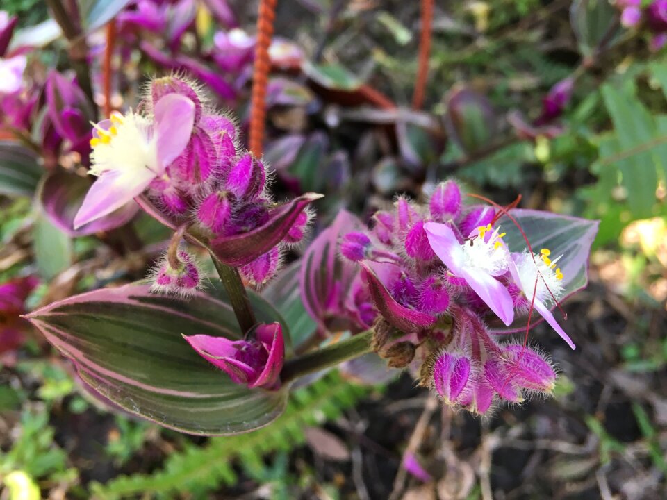 Nature wild flower wild flora