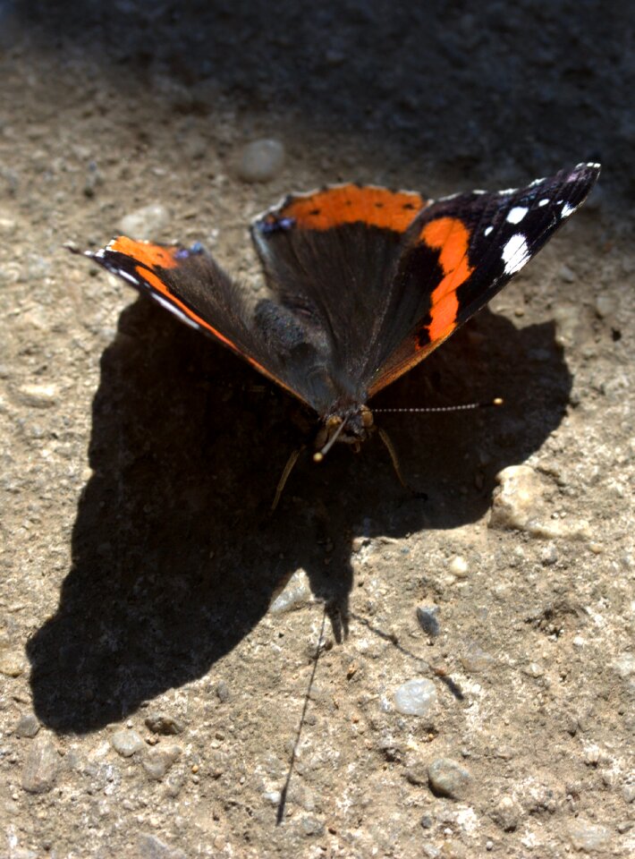 Wings nice shadow