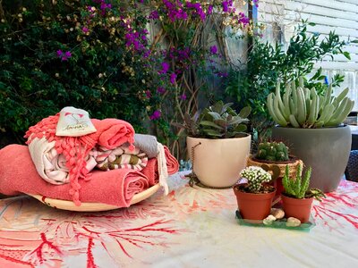 Garden zen plant