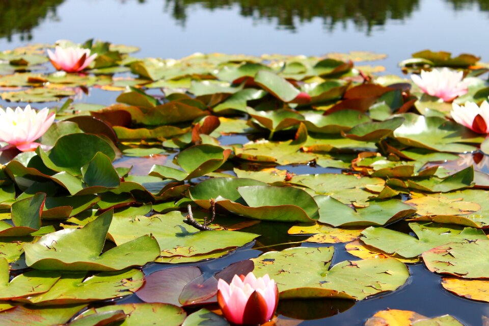 Fish flower garden