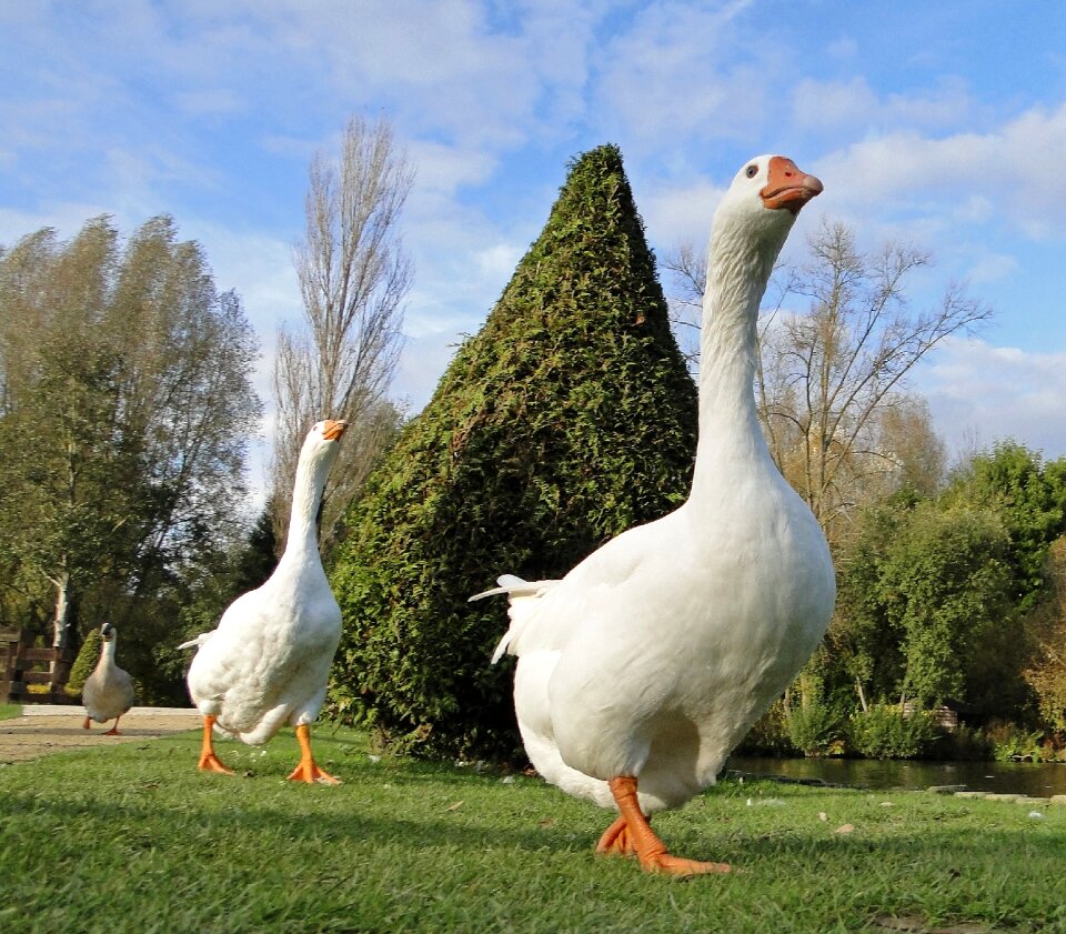 Animal group birds