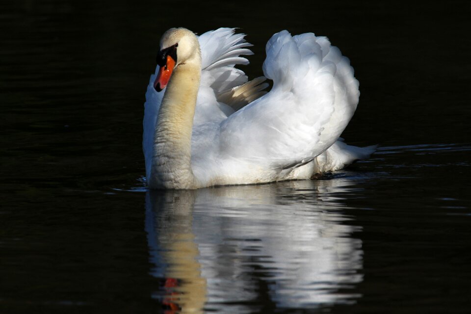 Majestic animal water