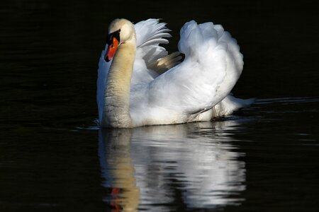 Majestic animal water photo