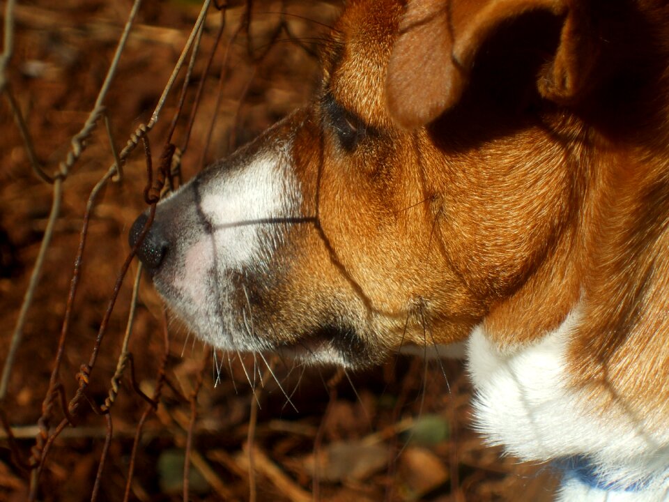 Jack russell terrier cute pedigreed
