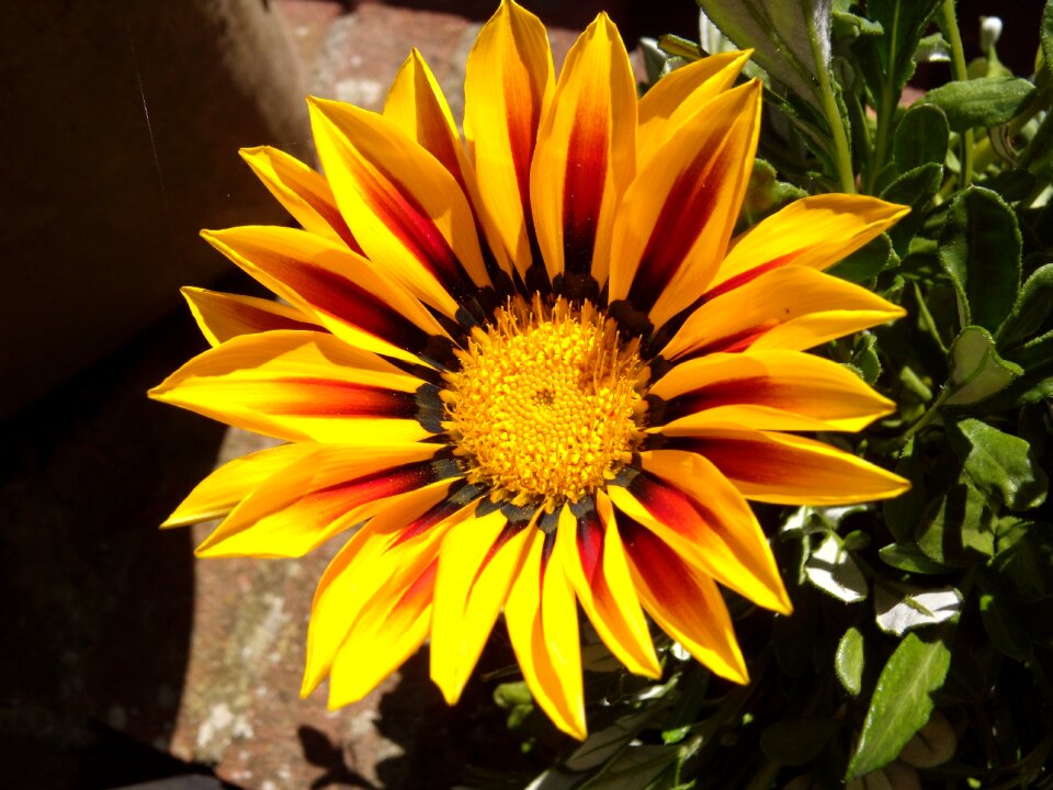 Margaret yellow summer
