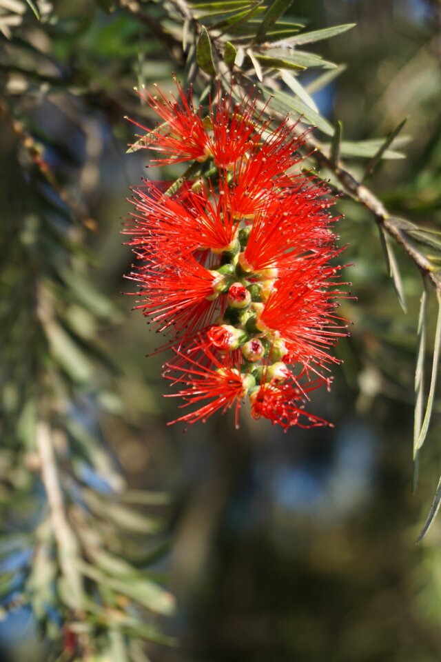 Bottlebrush flora garden