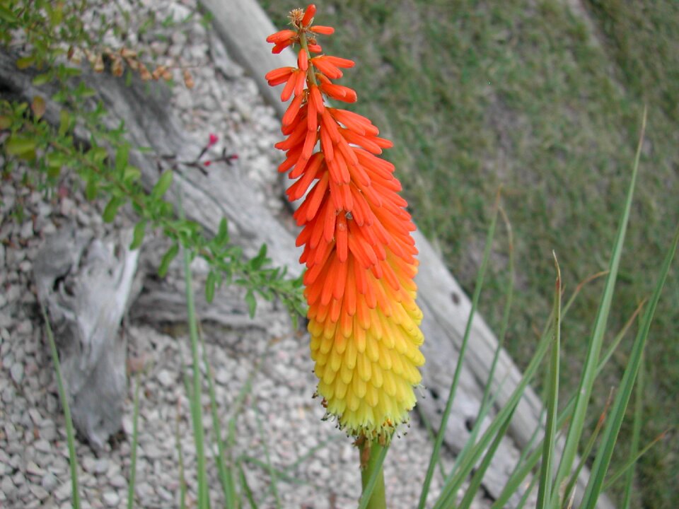 Floral nature spring