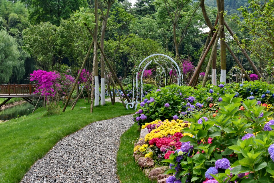 Flowers hydrangea trail