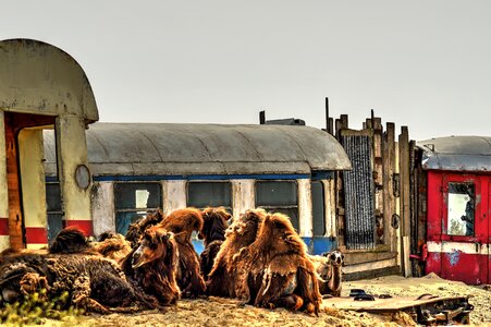 Camels off track emmen photo