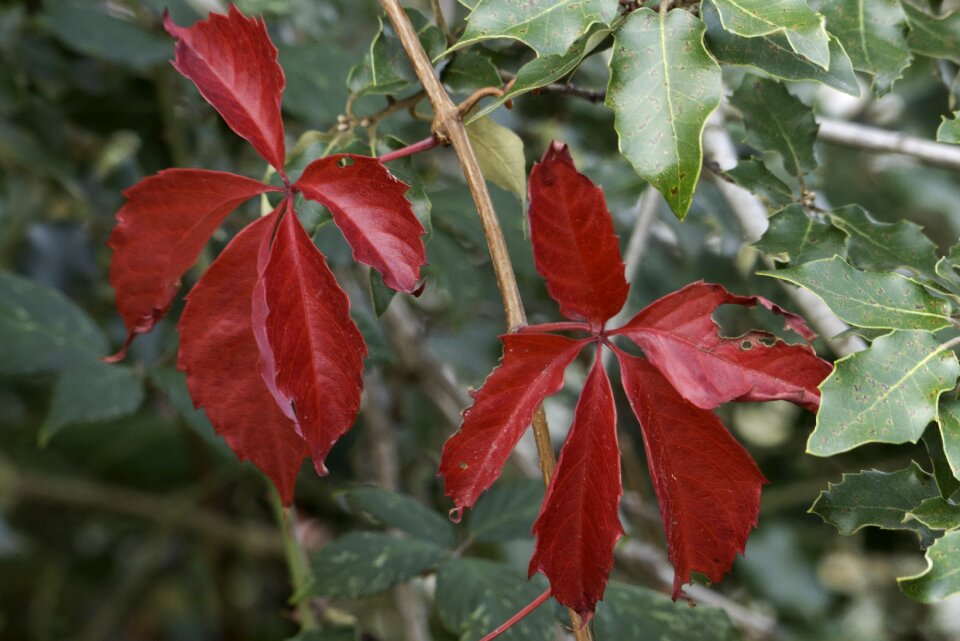 Fall leaves red