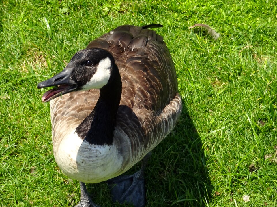 Grass nature animals