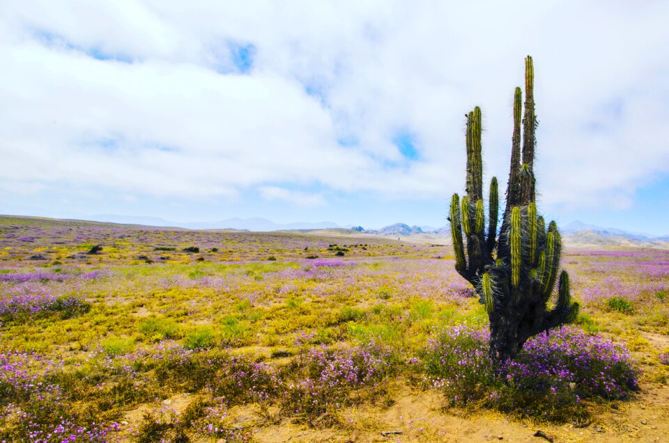 Flowering desert flowers chile